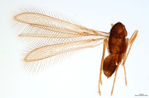 Th1576-0 lunnai Ptype.jpg