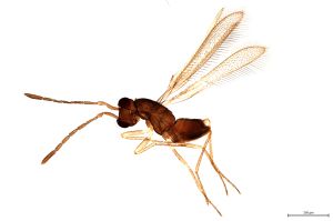 Th1577-0 lunnai Ptype.jpg