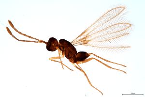 Th1578-0 lunnai Ptype.jpg