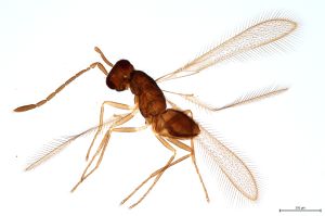 Th1579-0 lunnai Ptype.jpg