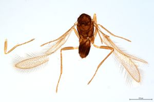 Th1580-0 lunnai Ptype.jpg