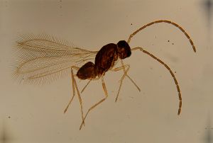 Th2188-1 lunnai Ptype.jpg