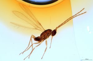 Th2191-0  lunnai Ptype male.jpg