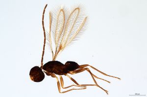 Th2192-0  lunnai Ptype male.jpg