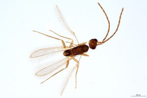 Th2194-0  lunnai Ptype male.jpg