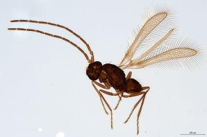 Th2196-0  lunnai Ptype male.jpg