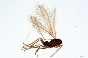 Th2197-0-1  lunnai Ptype male.jpg