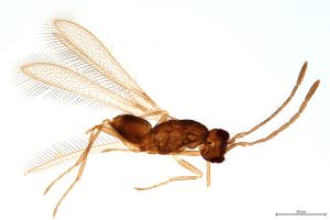 lunnai Htype 0-1 Th1574.jpg