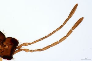 lunnai Htype 0-1.jpg