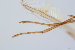 lunnai Htype 0-2.jpg