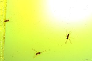 Th1586(2) lunnai Ptypes.jpg