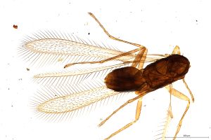 Th1586-I-0 lunnai Ptype.jpg