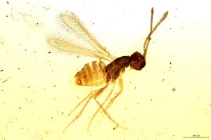 Th1586-II-0 lunnai Ptype.jpg