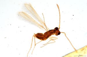 Th1586-III-0 lunnai Ptype.jpg