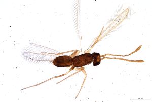 Th1586-V-0 lunnai Ptype.jpg