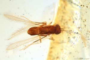 Th1586-VI-0 lunnai Ptype.jpg