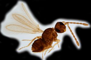 Th1312-0 maialis.png