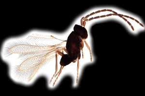 Th3744-0 maialis male.png