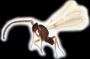 Th552-9 maialis Atype OK.png