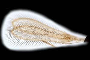 maialis Htype 0-1.png