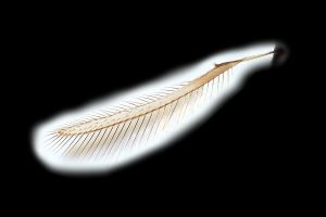 maialis Htype 0-2.png