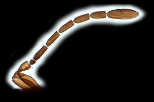 maialis Htype 0-3.png