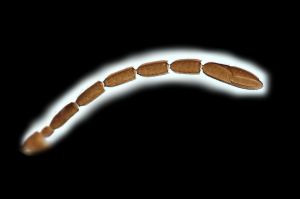 maialis Htype 0-4.png