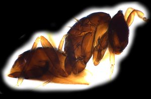 maialis Htype 0-5.png