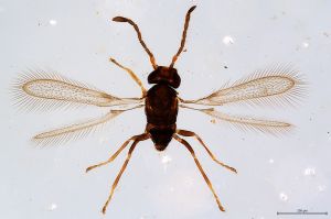 Th1476-I-0 maialis.jpg