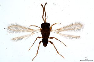 Th1476-III-0 maialis.jpg