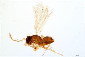 Th1099-0 maialis ovipositor!.jpg