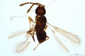 Th518-0 maialis, lameerei Ptype.jpg