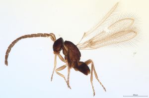 Th552-0 maialis male, Atype.jpg