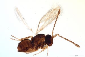 Th553-0 maialis, Ptype.jpg