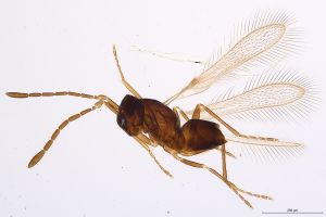 Th910-0 maialis cf..jpg