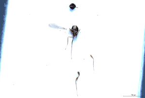 Th3335-0 maialis possibly.jpg