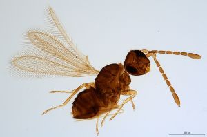 Th1312-0 maialis.jpg