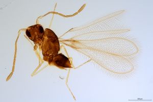 Th2461-0 medioacutus.jpg