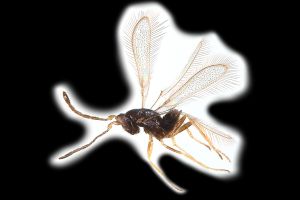 Th3257-0 medius.1.png