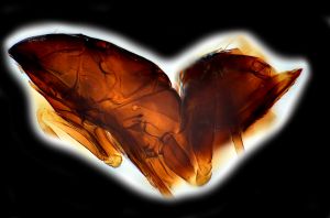 Th3257-0-8 másolata.png