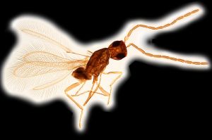 Th55-0 medius male.png