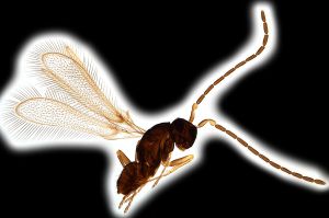 Th956-0 medius male.png