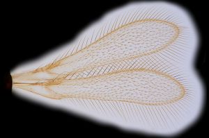 medius Htype 0-1.png