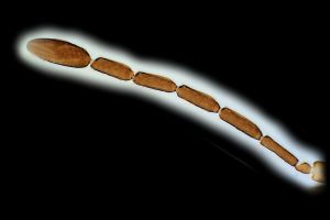 medius Htype 0-2.png