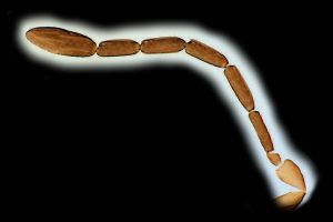 medius Htype 0-3.png