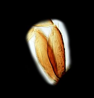 medius Htype 0-4-1-2.png