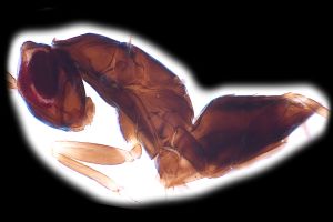 medius Htype 0-5.png