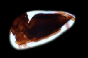 medius Htype 0-6.png