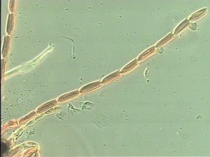 Th322-1 medius cf male.jpg