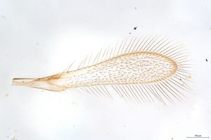 Th350-0 cf. medius male.jpg